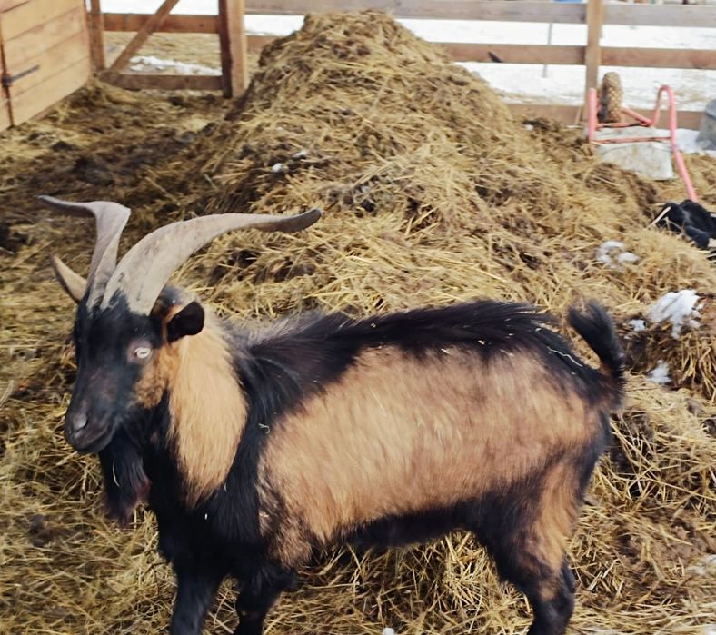 Țap Alpină Franceză