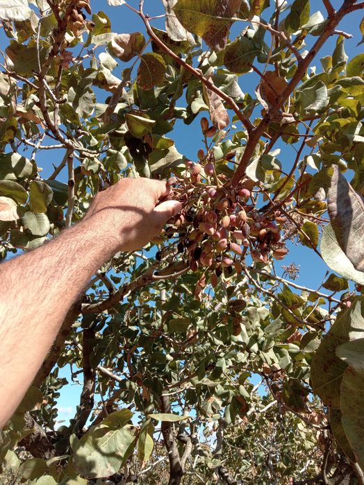 Продавам фиданки Шам фъстък Целогодишно разсаждане!