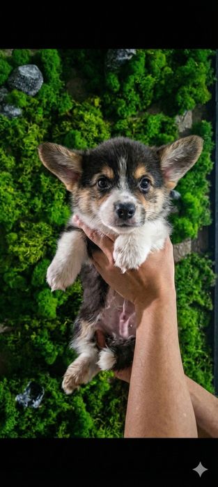 Продам корги пемброк