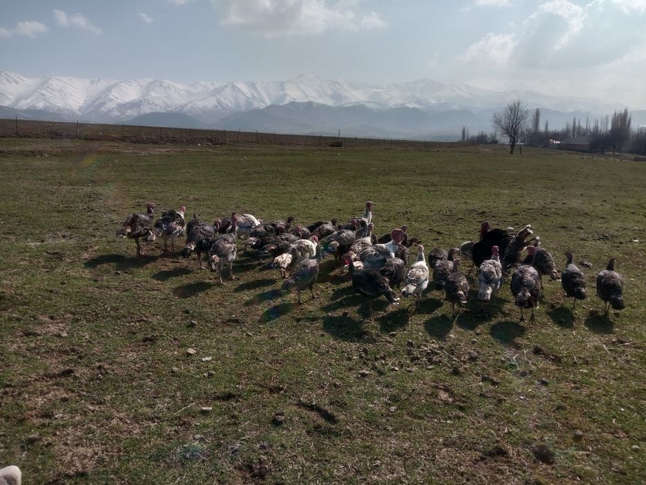 Үндік сатылады..