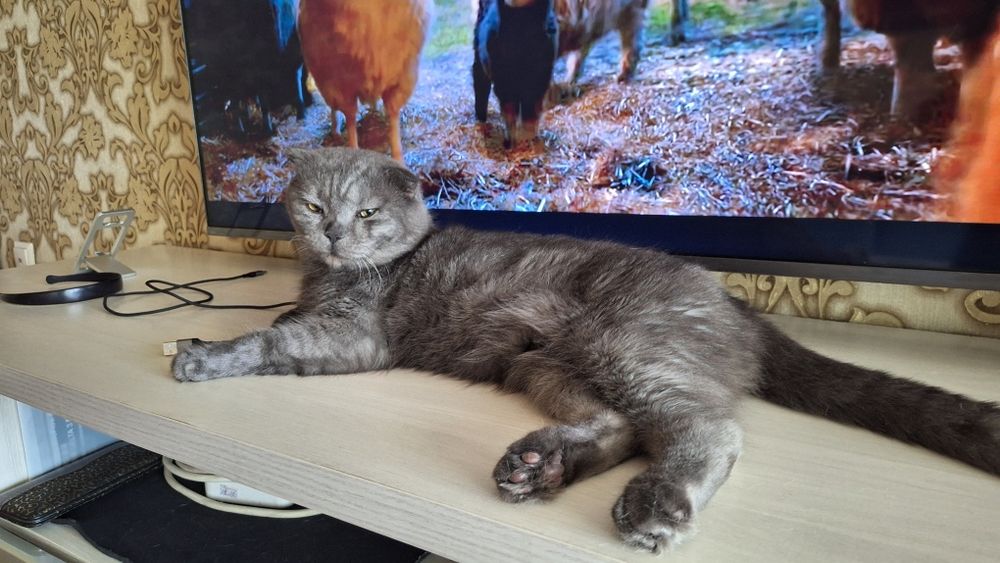 Отдадим кота в добрые руки