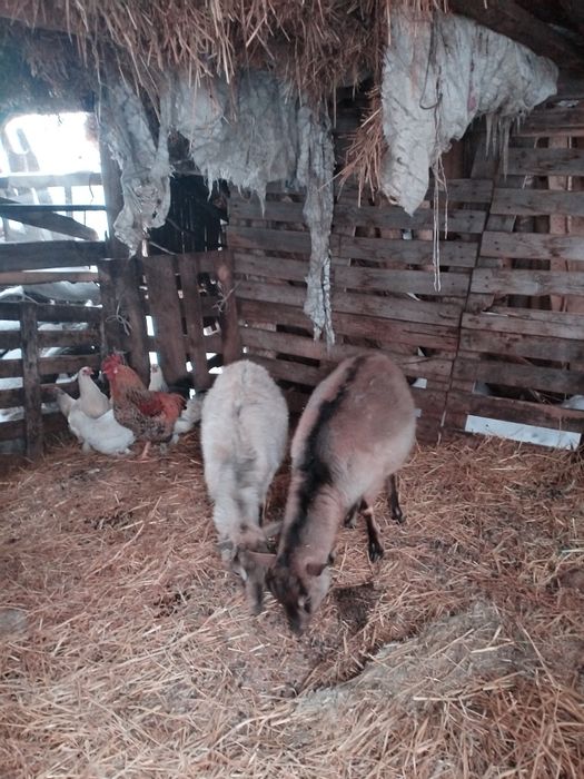 Продам коз дойных