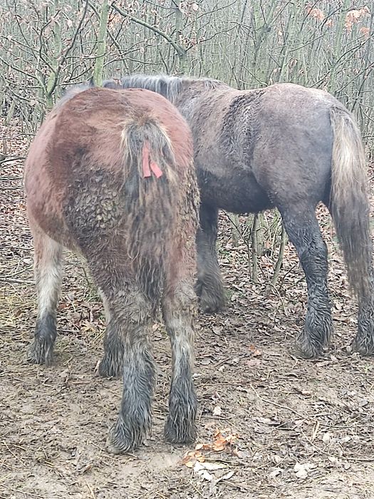 Formulează astăzi suma de un an de zile