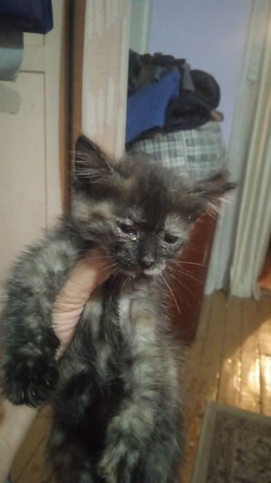 Отдаю бесплатно котят