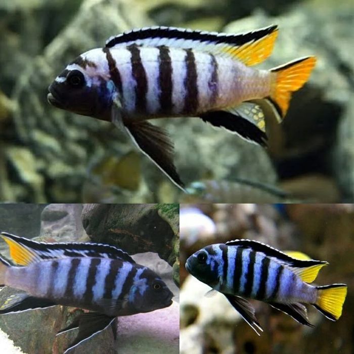 Малави Африканские Цихлид Выбор много afrika malavi sixlidlari sotilad