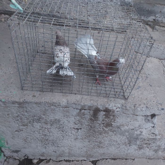 Шыракахвосты  оба самец