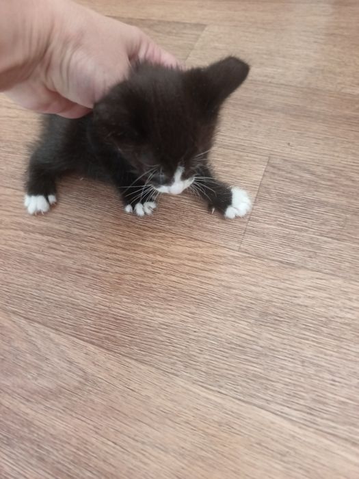Котята домашние, добрые игривые