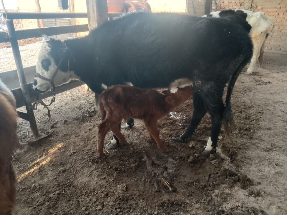 Бузаулы кашарлар