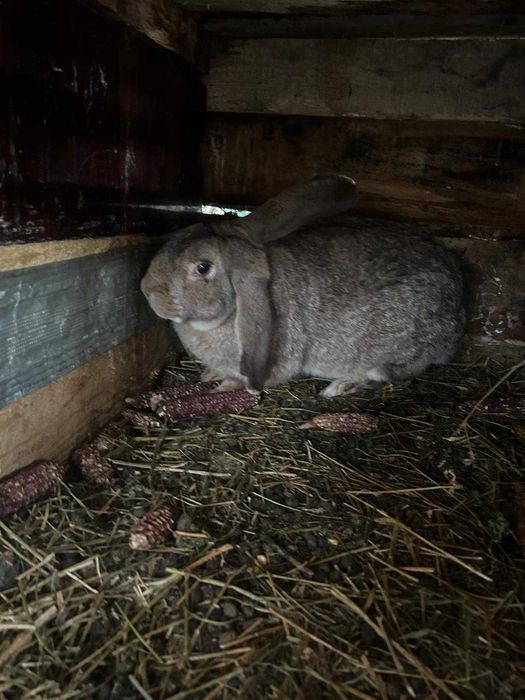 Iepuri de vanzare(Berbec German)