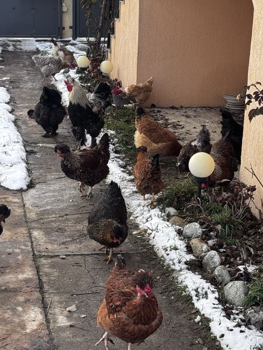 Oua gaini motate si barboase