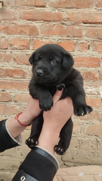 Отдам даром милых кутят