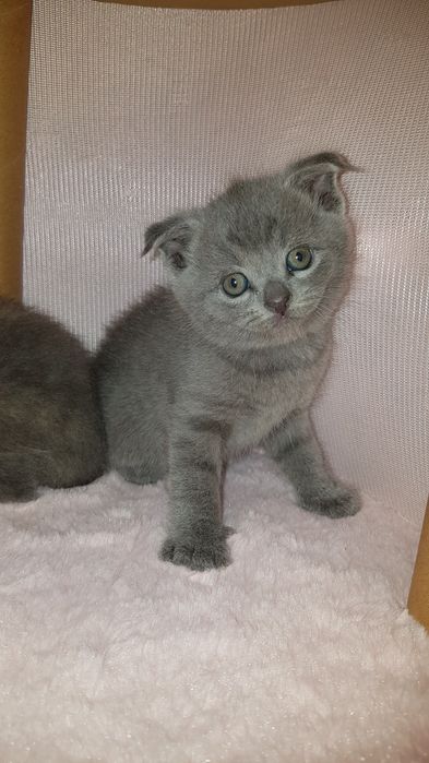 Продаются котята Скоттиш Страйт Скоттиш Фолд  мальчик один девочка