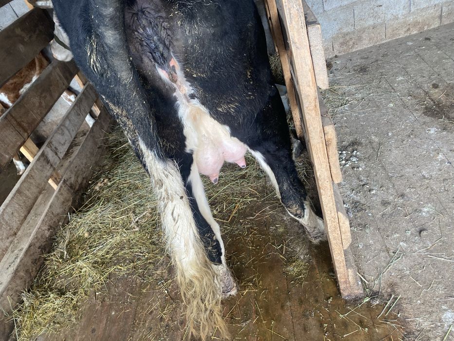 Бұзаулы сиыр сатылады