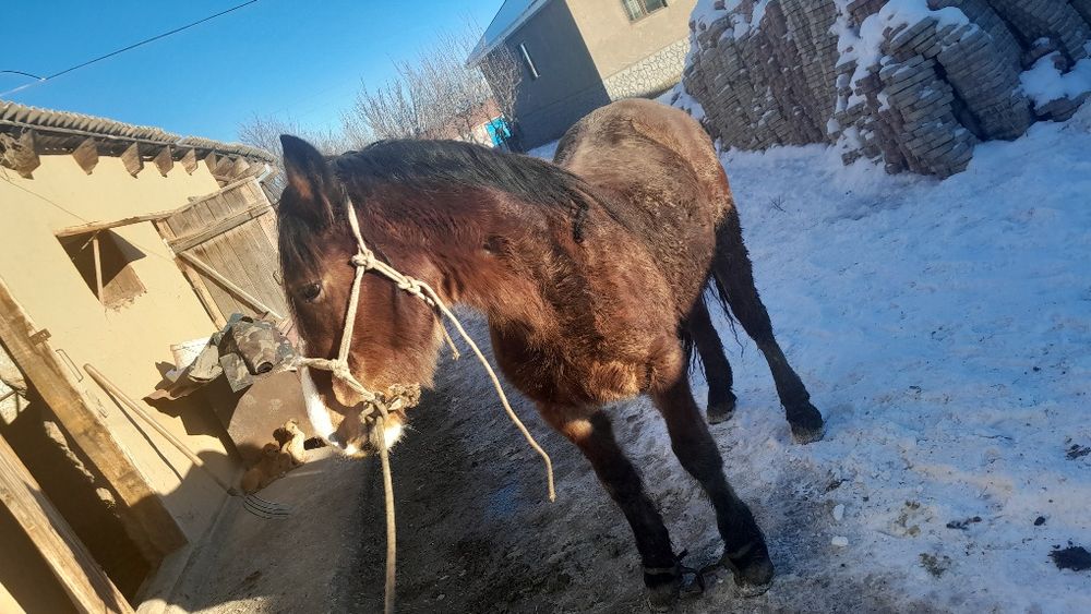 3 жаска шығар семіз сатылады