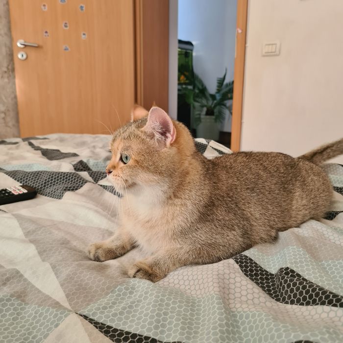 Femelă Brithish shorthair