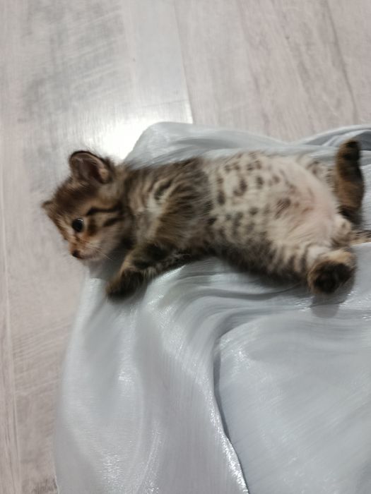 Котёнки в добрые руки