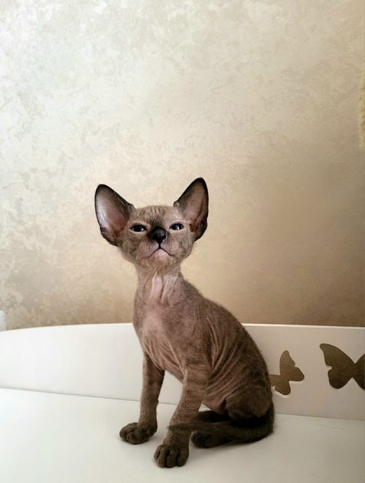Донской Сфинкс Мальчик