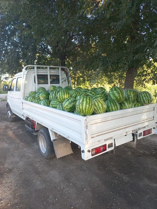 2 туна полужна в катигуря