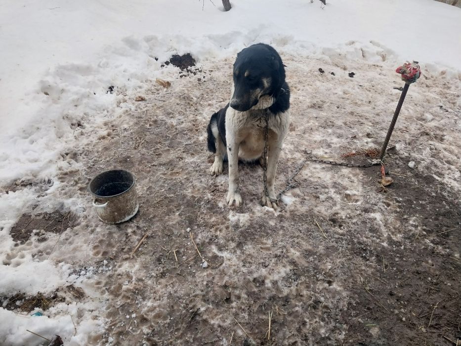 Продам полтора года