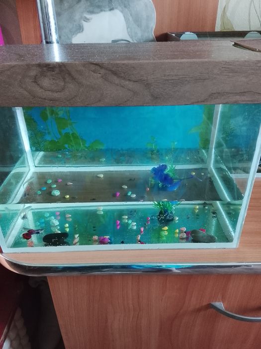 Продам аквариум с рыбками.