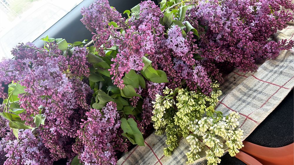 Апрельская сирень