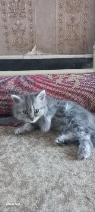 Вислоухие, прямые, шиншиллы продаются дёшево и быстро