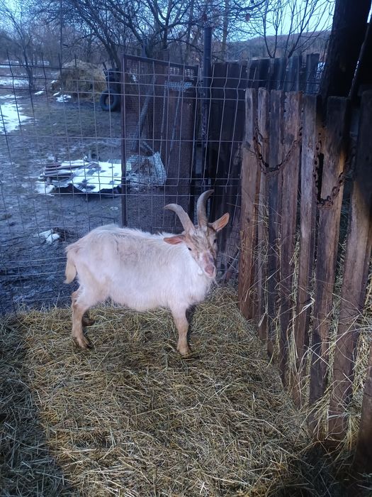 Tap zanen da vanzare