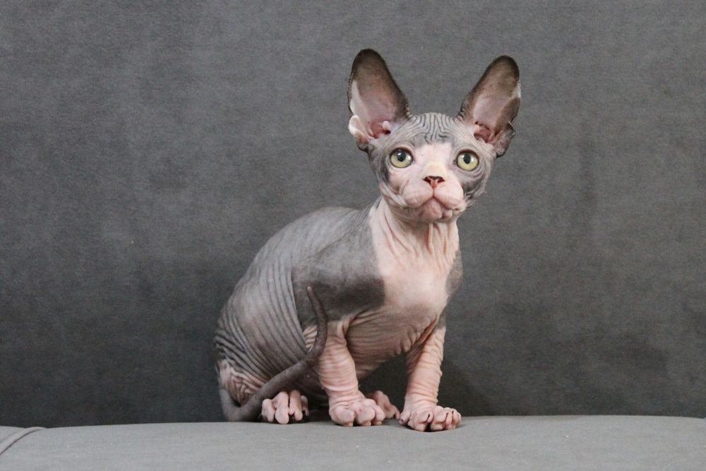 Котята, канадский сфинкс