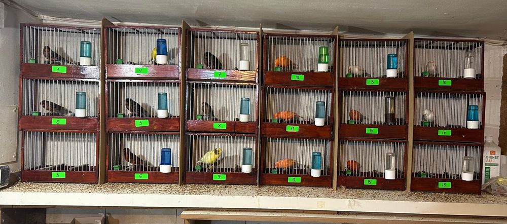 Vand Canari si Papagali si Micul Alexander 100-150 Canari, 35Papagali