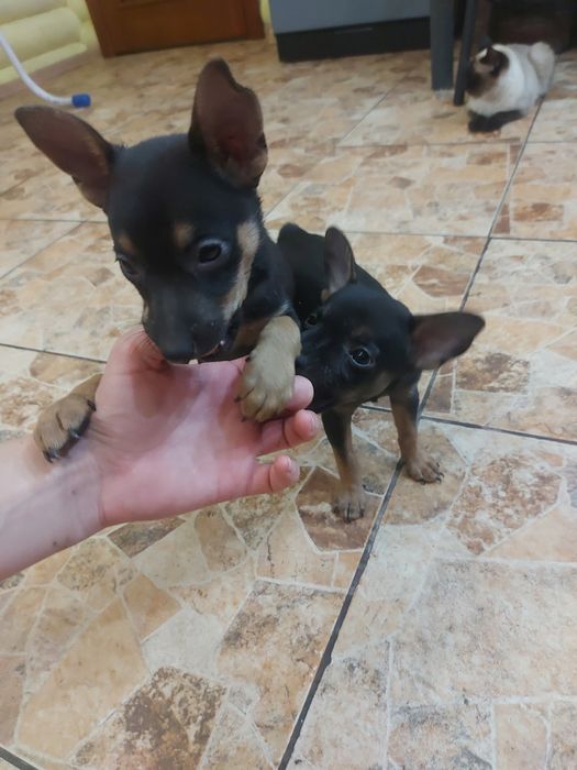 Продам щенков той терьера