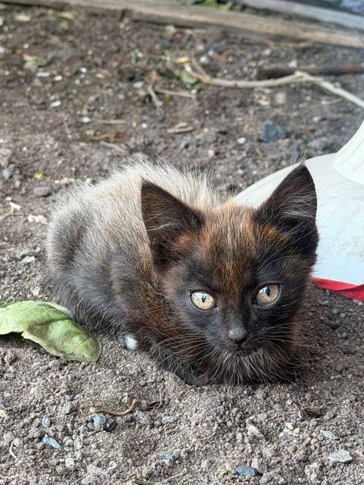 Котята бесплатно