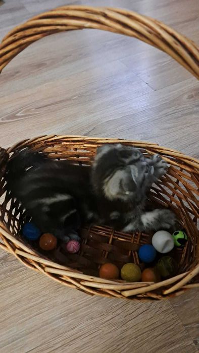 продам шотландского котенка
