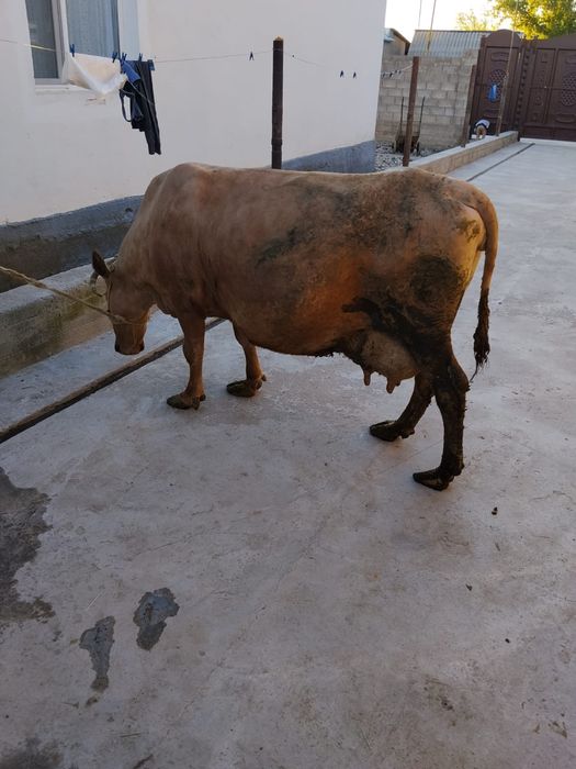 Продам карову стельная
