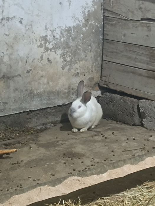 Кролики порода Бабачки