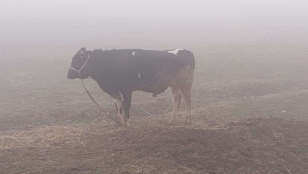 Бука 1.6жасар сатылады