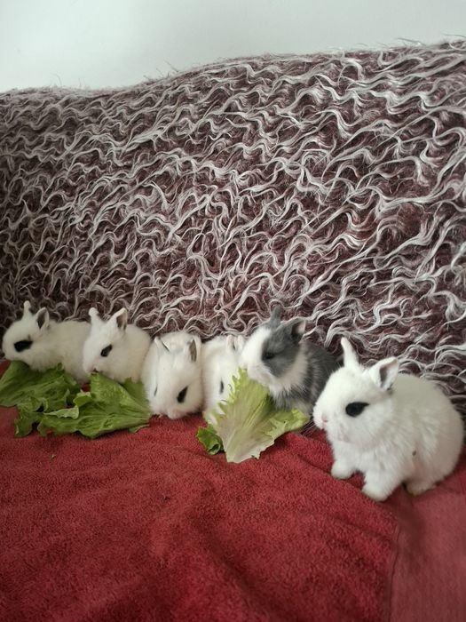 Декоративни зайчета