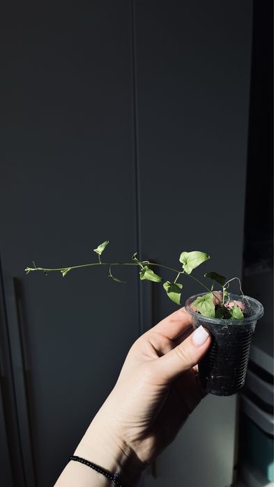 Лофоспермум розовый