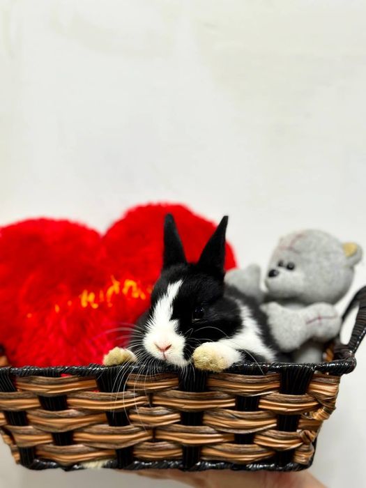 Karlik o'smaydigan quyonchalar