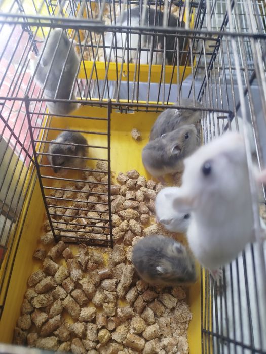 В продаже хомяки