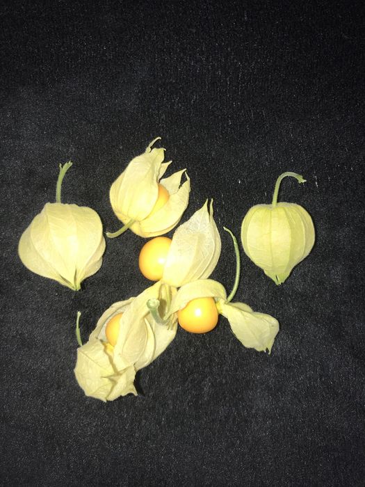 physalis peruviana rasad