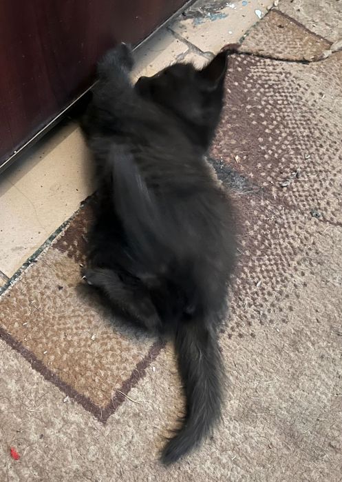 Котенок ищет дом
