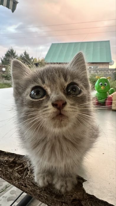 Отдам котенка в добрые руки