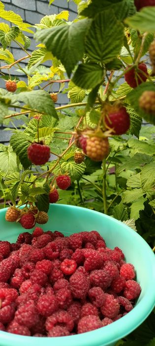 Продам саженцы смородины черной