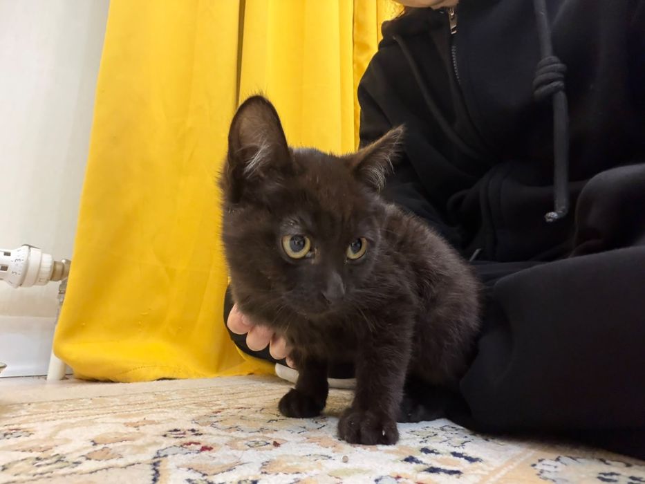 Котенок с лотком и лежанкой