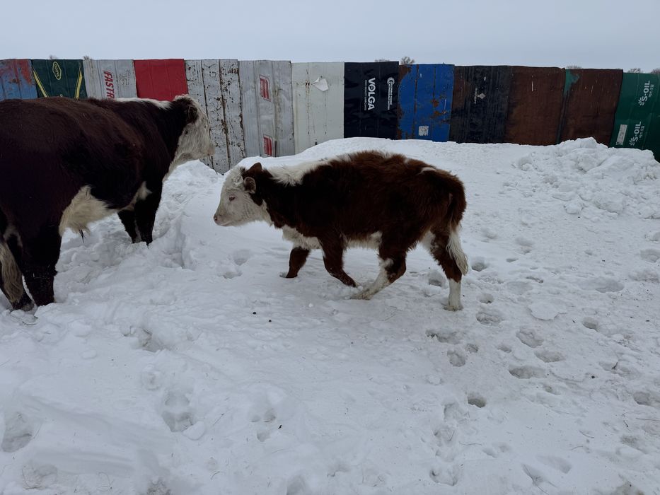 Пацостар сатылады. 10 бас!
