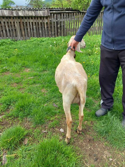 Caprita anglonubian gesfanta de vinzare