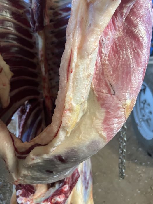 .Жабағы тяж