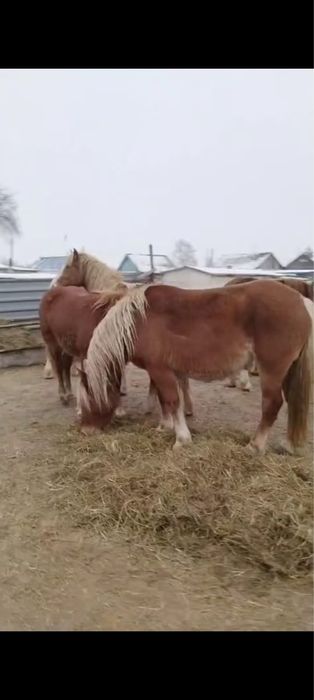 Продаются кобылки