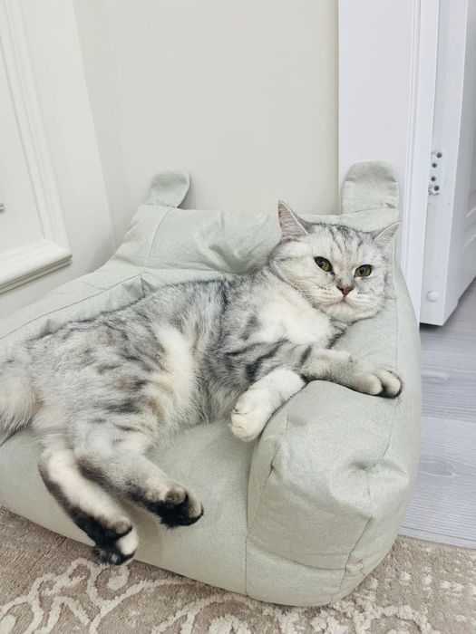 Кошка британская