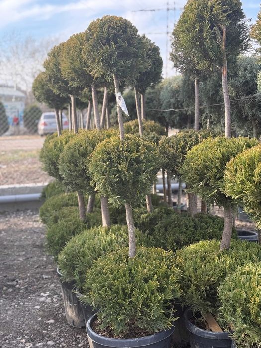 Plante de Exterior Viguroase – Verificare Video și Montaj Inclus